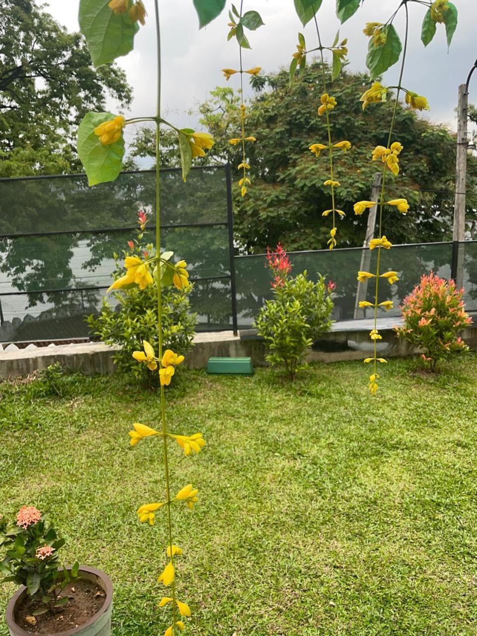 Lake Classical Guest House Kandy Ngoại thất bức ảnh